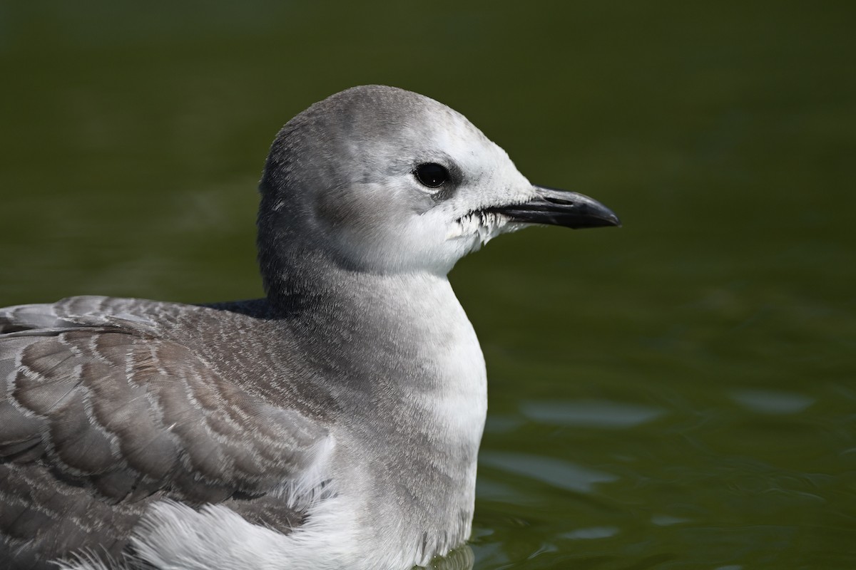 Mouette de Sabine - ML641995316