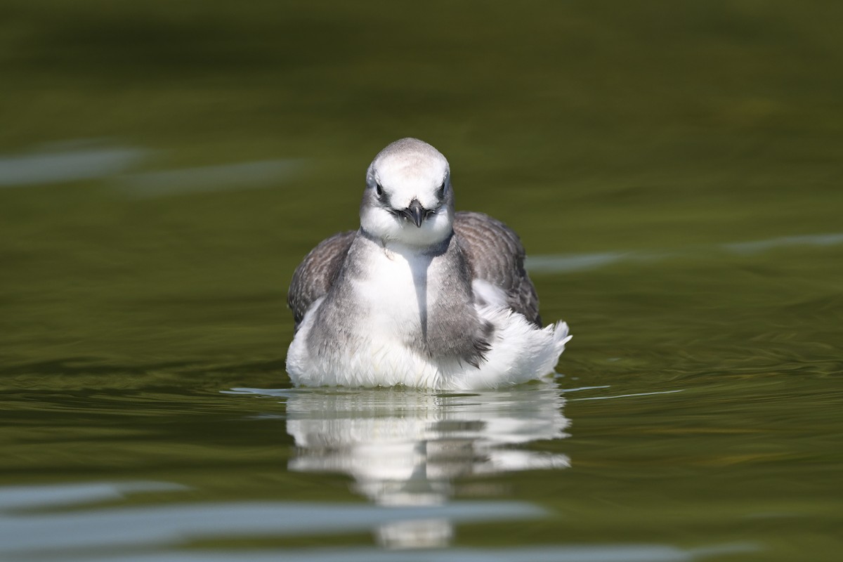 Mouette de Sabine - ML641995317