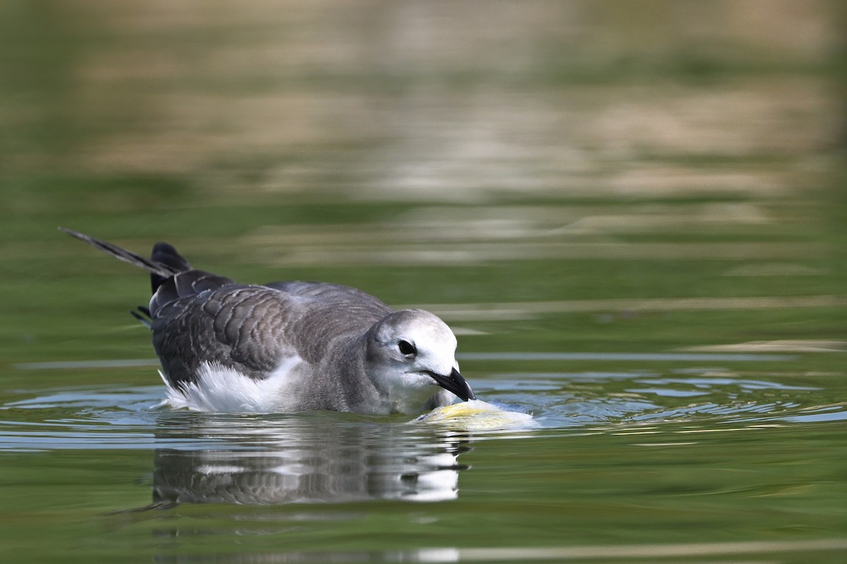 Mouette de Sabine - ML641995319