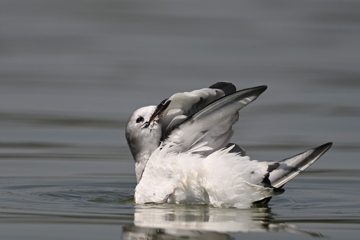Mouette de Sabine - ML641995320