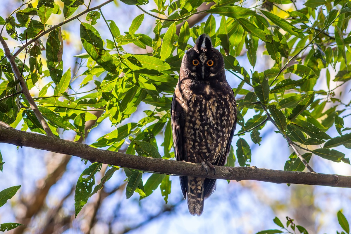 Stygian Owl - ML641995342