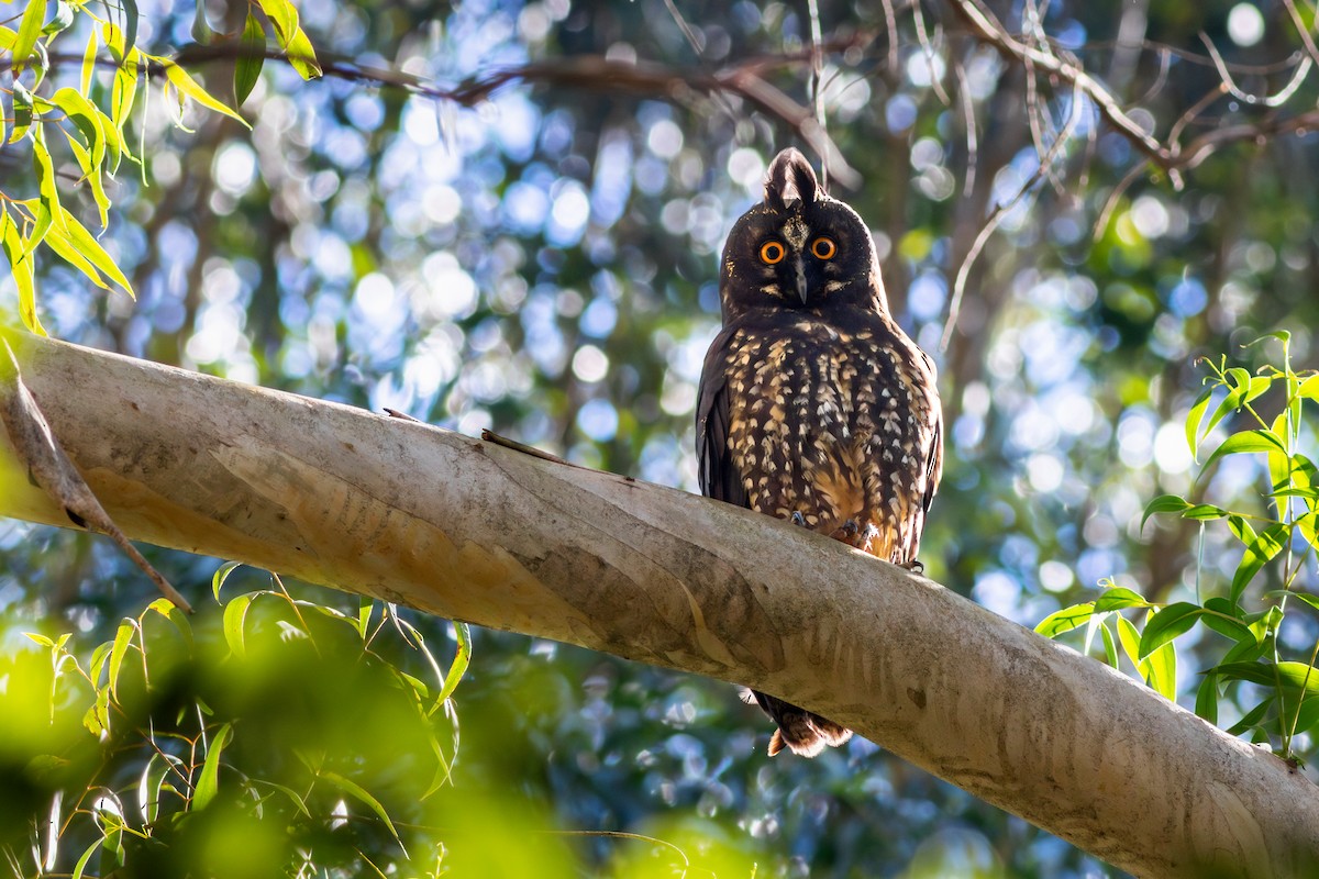 Stygian Owl - ML641995344