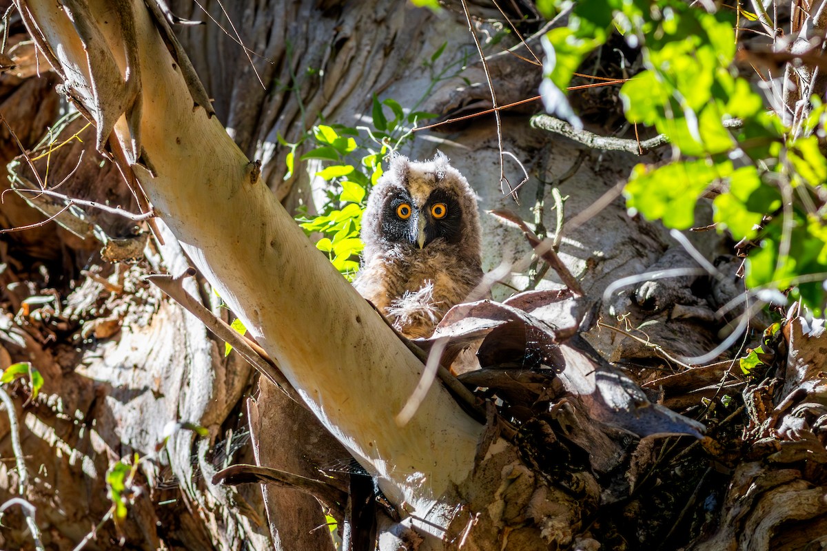 Stygian Owl - ML641995346
