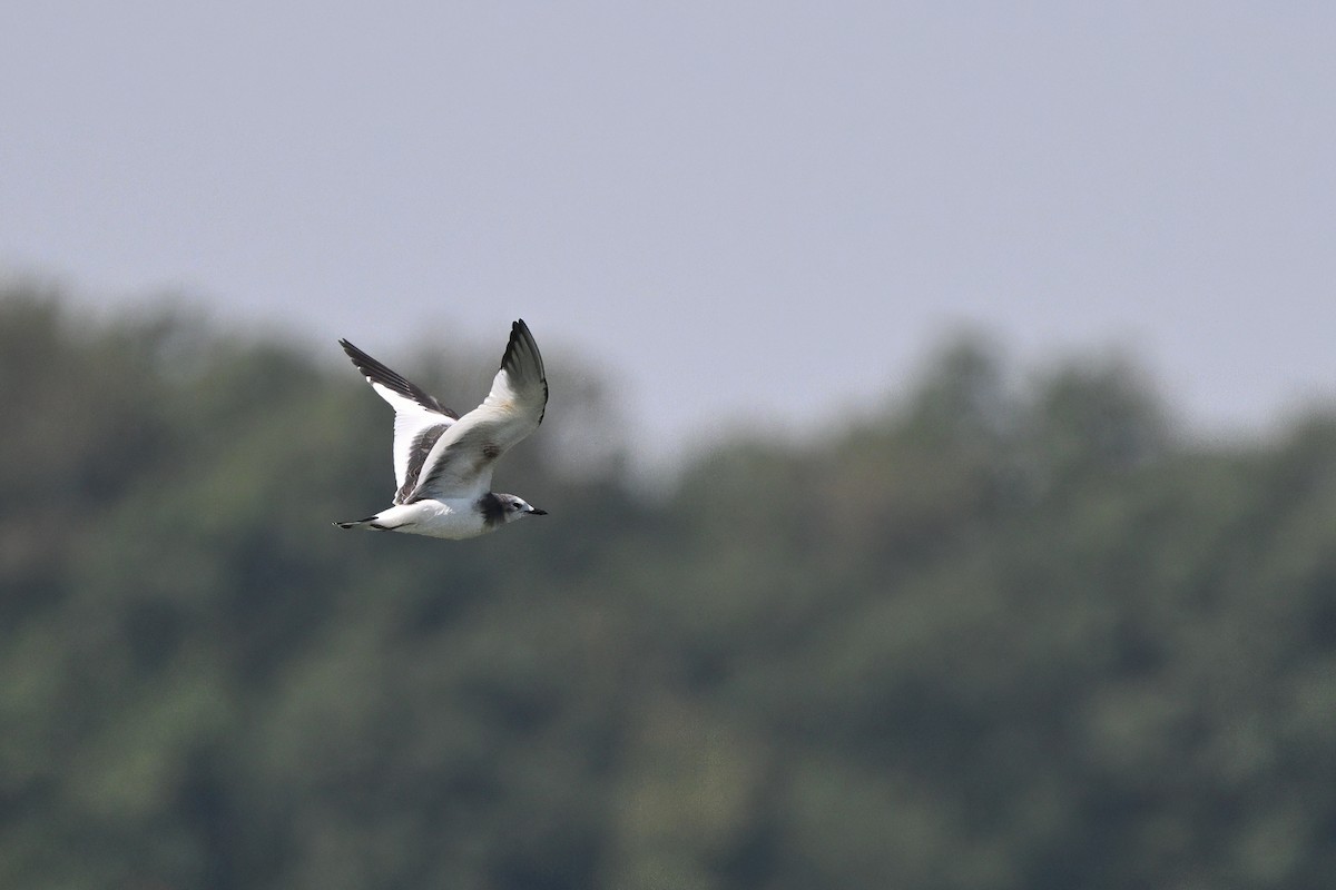 Mouette de Sabine - ML641995390