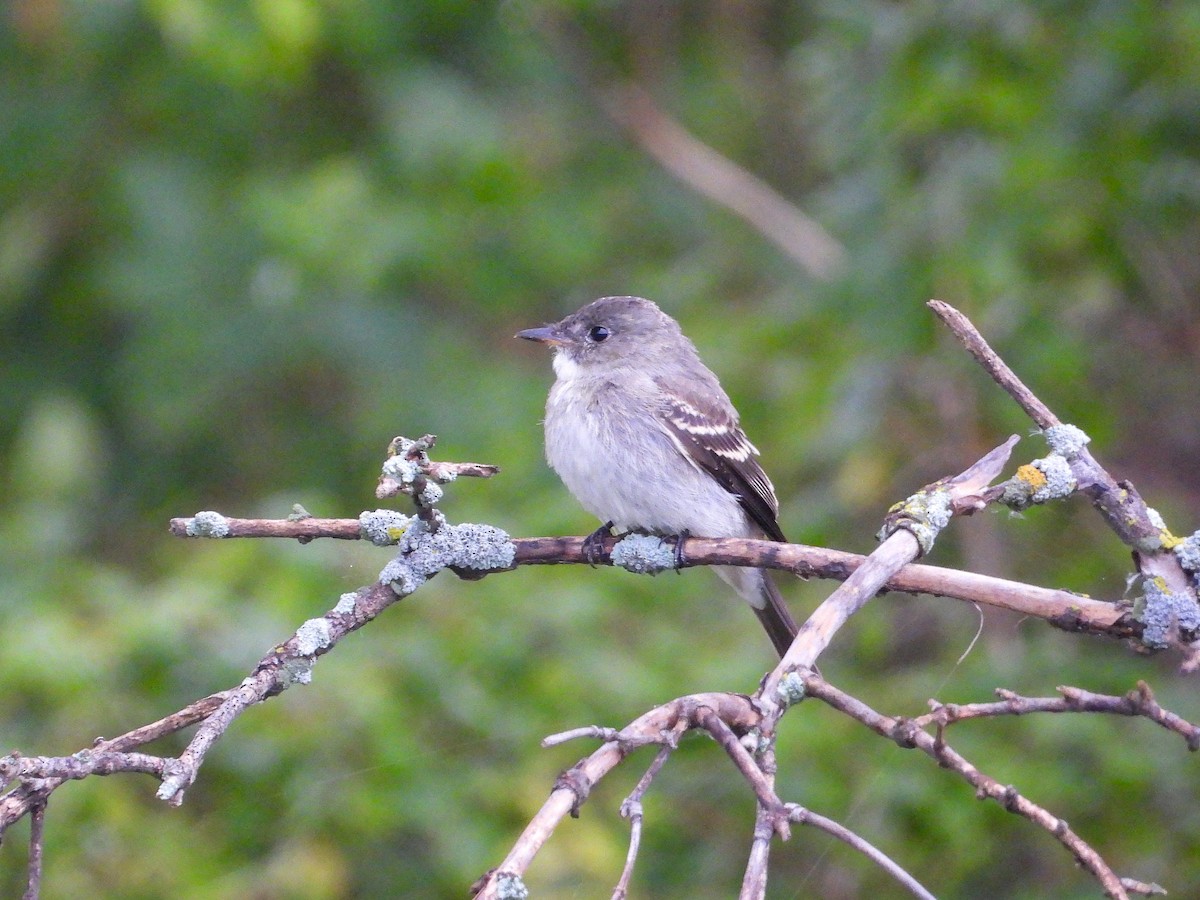 Eastern Wood-Pewee - ML641995395
