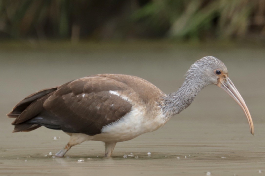 ibis bílý - ML641995400