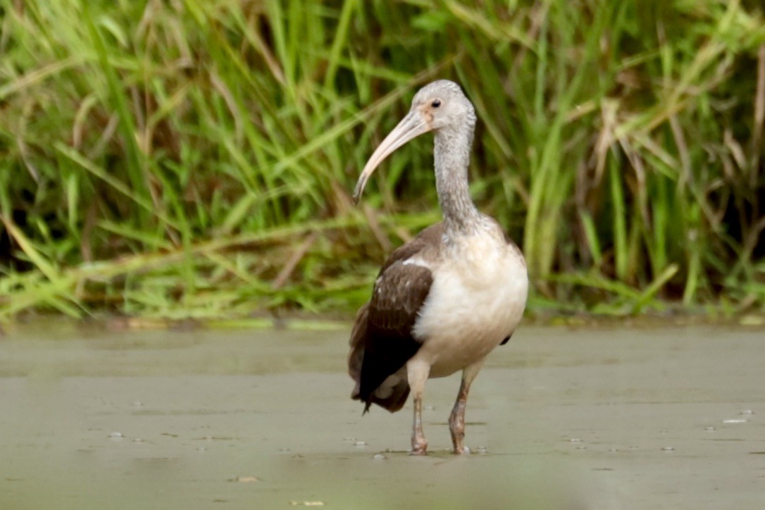 ibis bílý - ML641995401