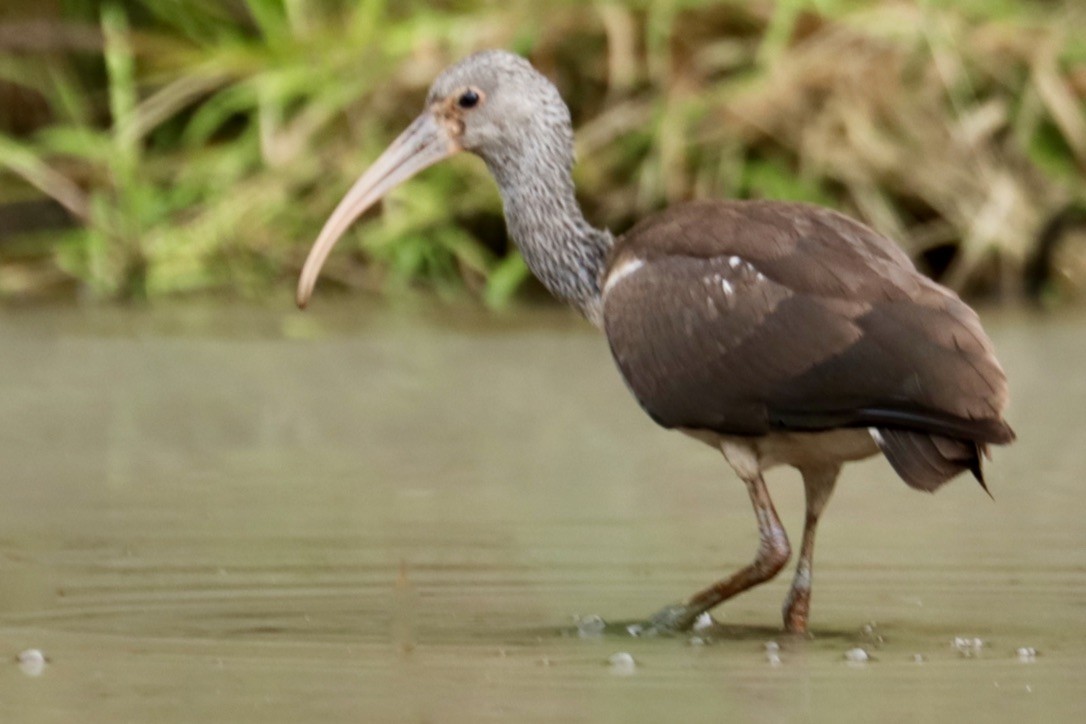 ibis bílý - ML641995402
