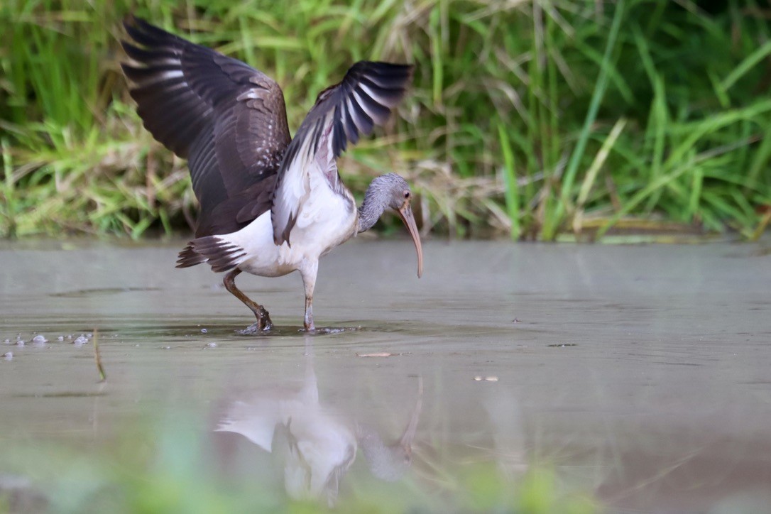 ibis bílý - ML641995404