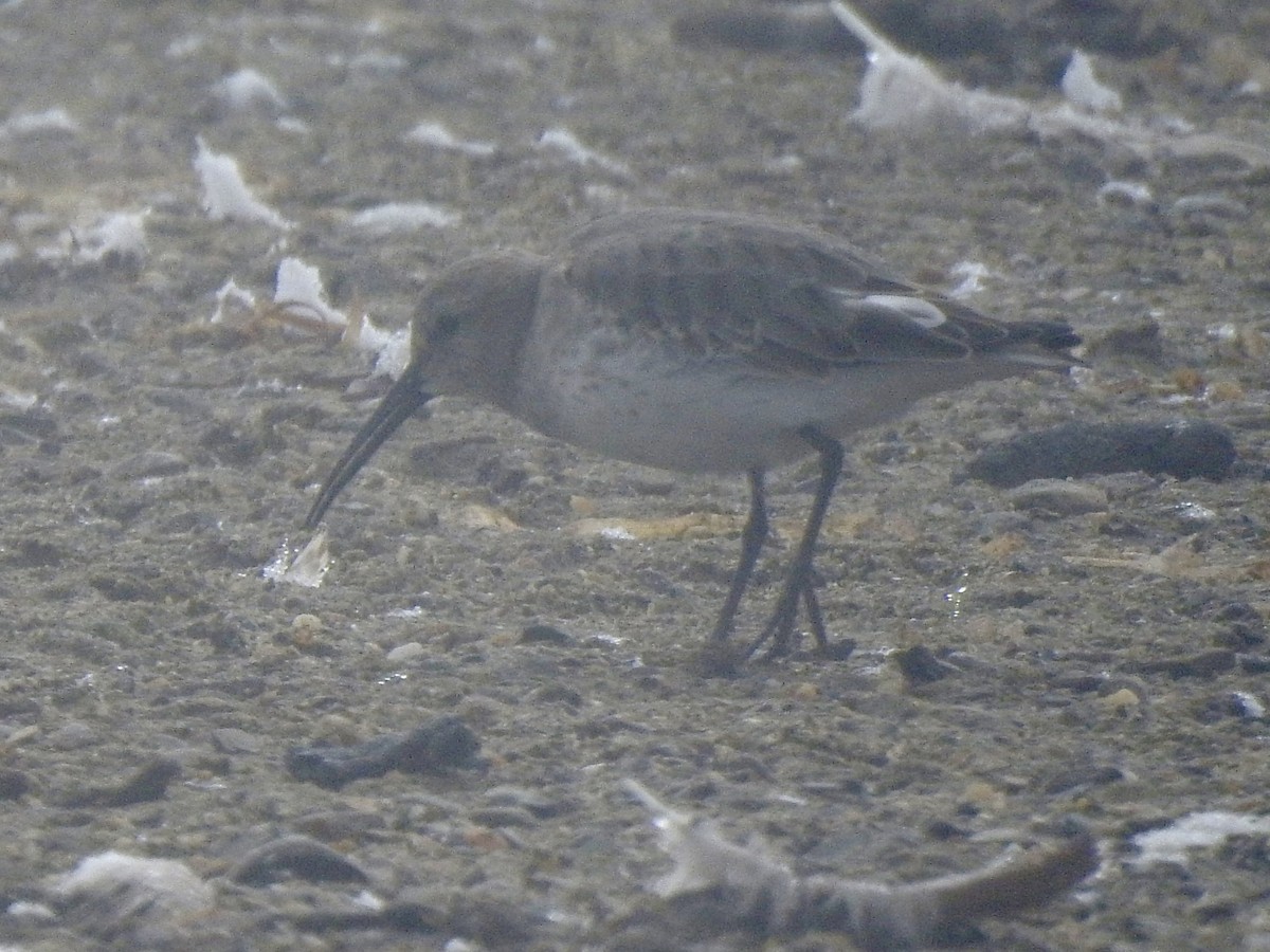 Bécasseau variable - ML641995413