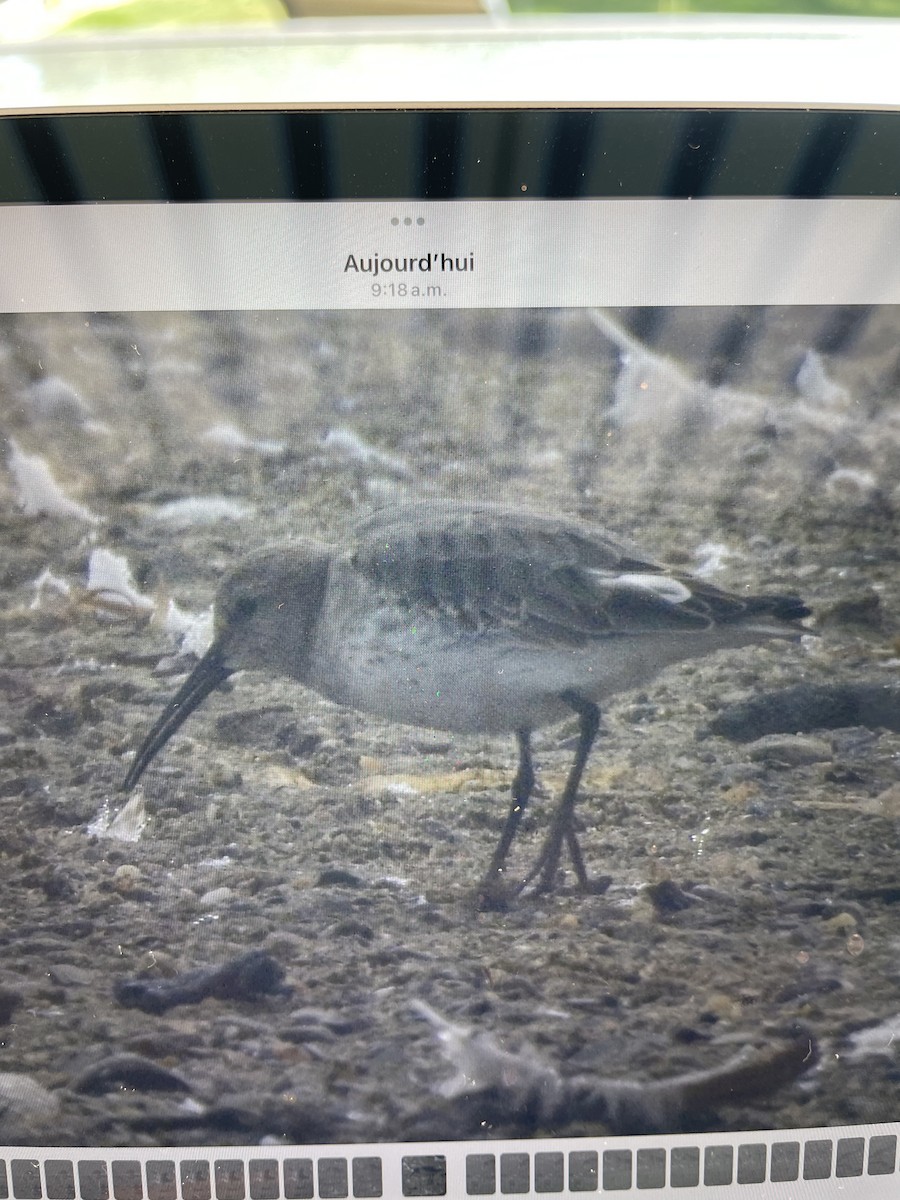 Bécasseau variable - ML641995416