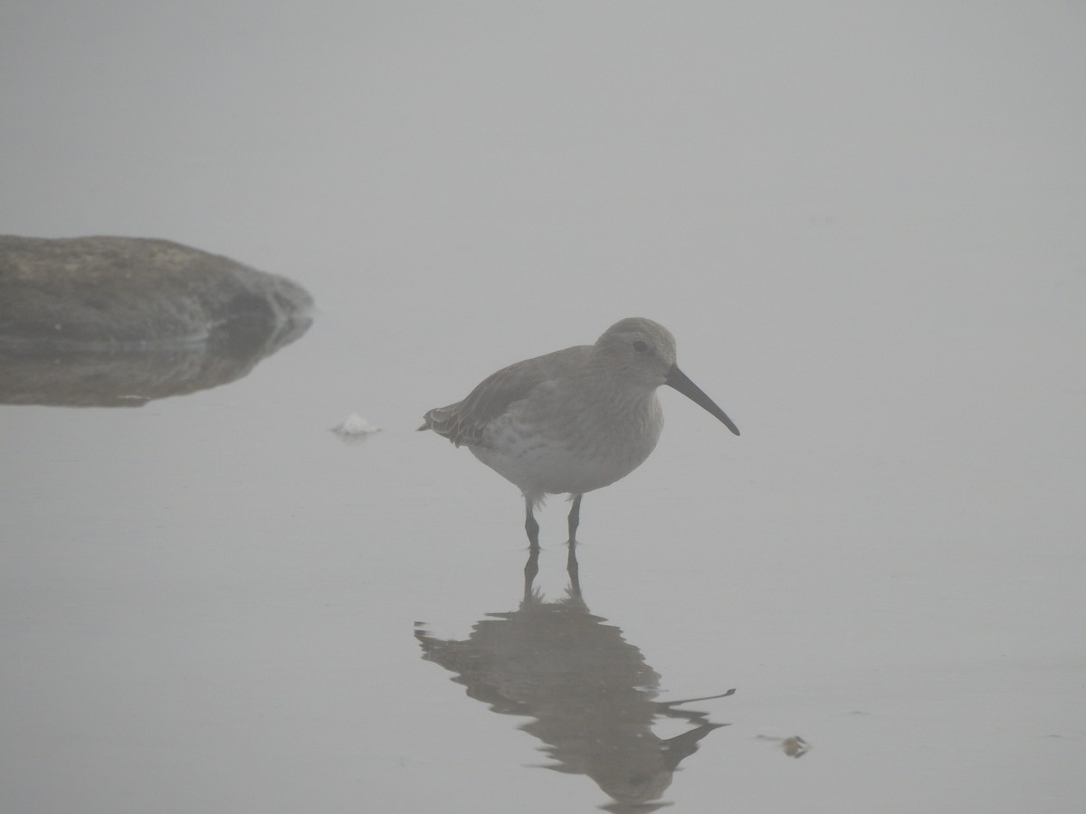 Bécasseau variable - ML641995417