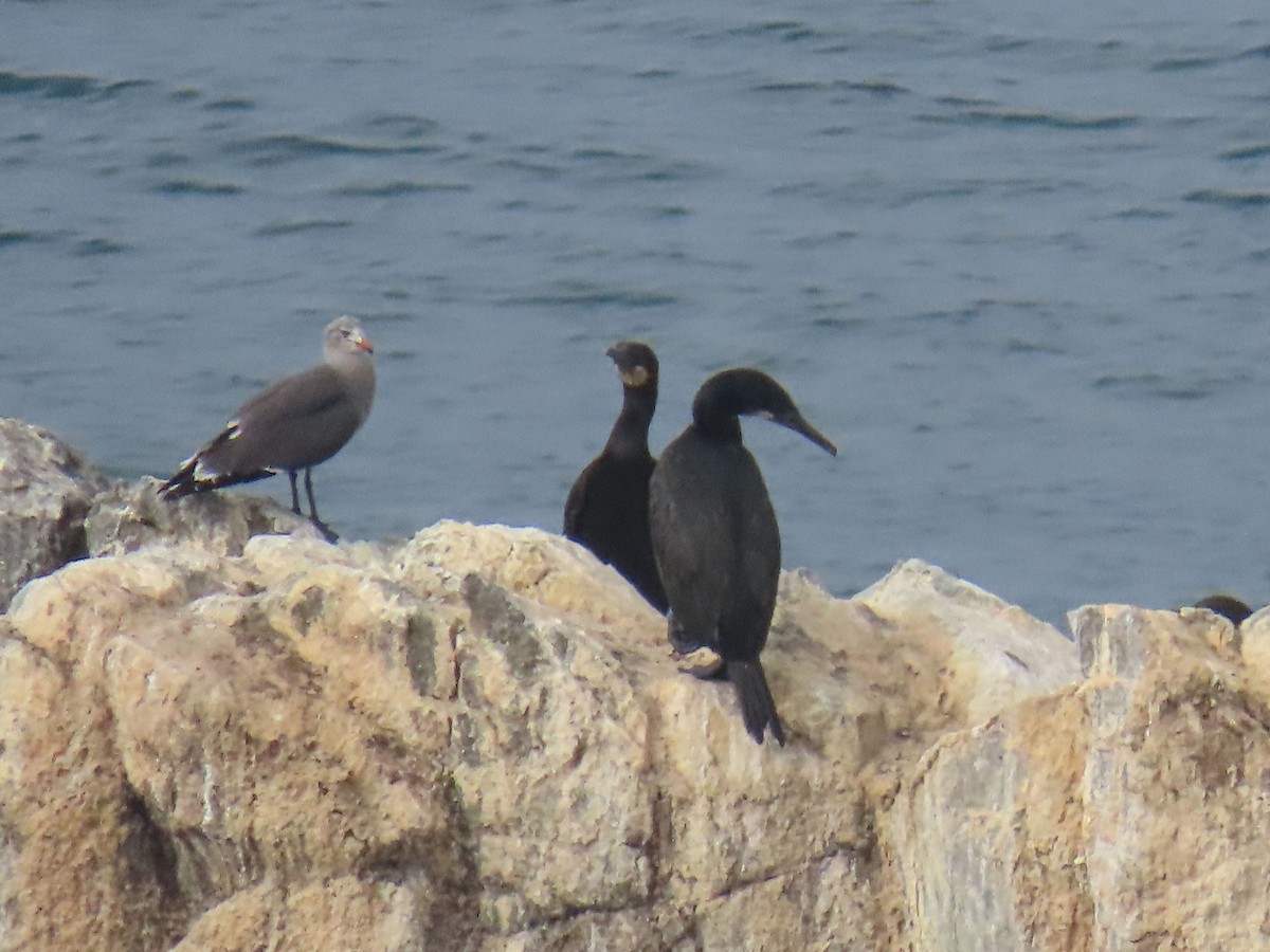 Brandt's Cormorant - ML641995420
