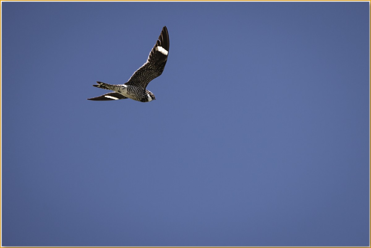 Common Nighthawk - ML641995428