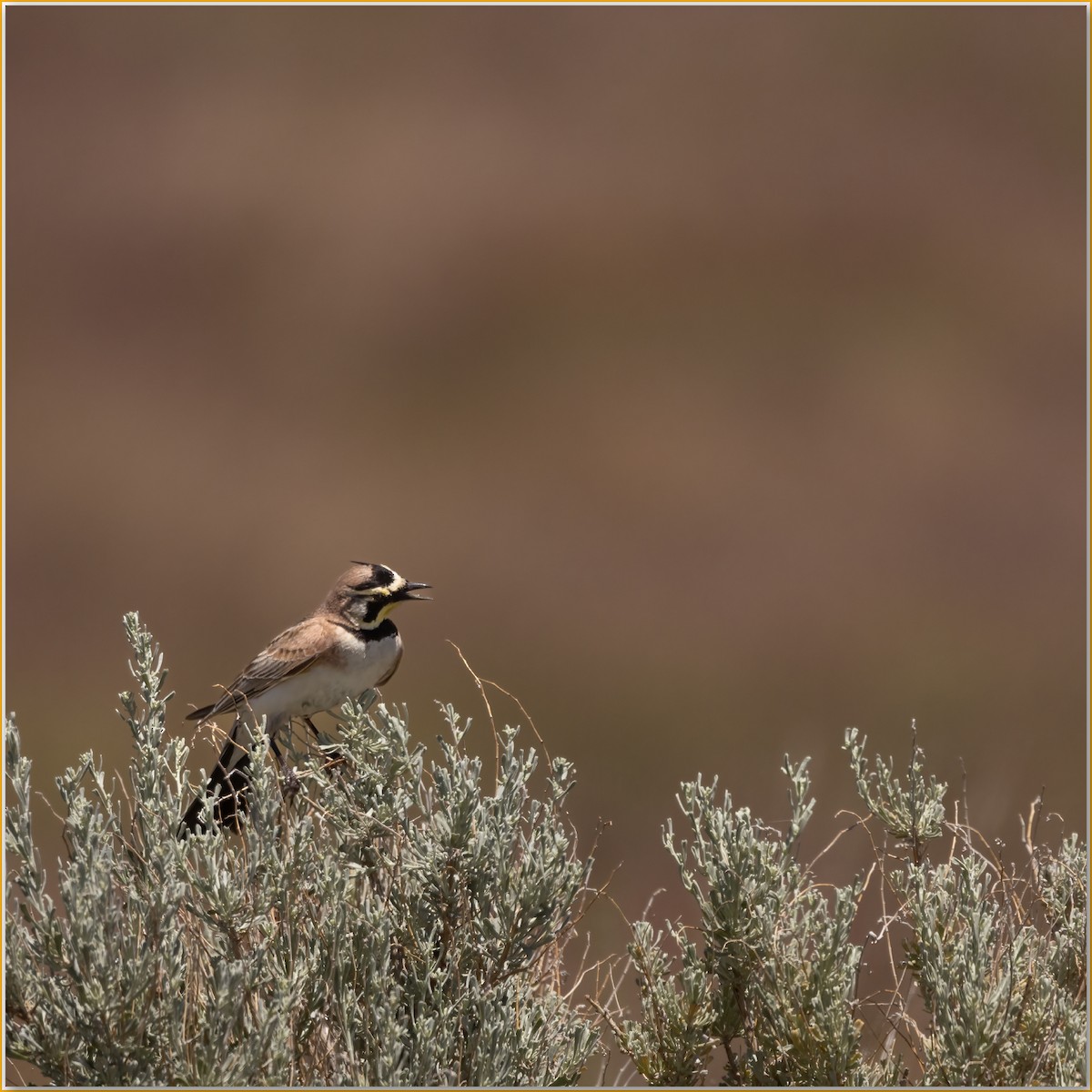 Horned Lark - ML641995439