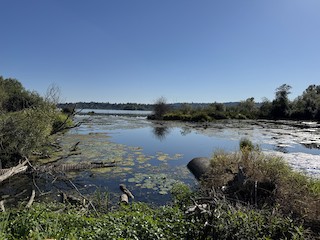 Union Bay Natural Area/Montlake Fill, King, Washington, United States ...