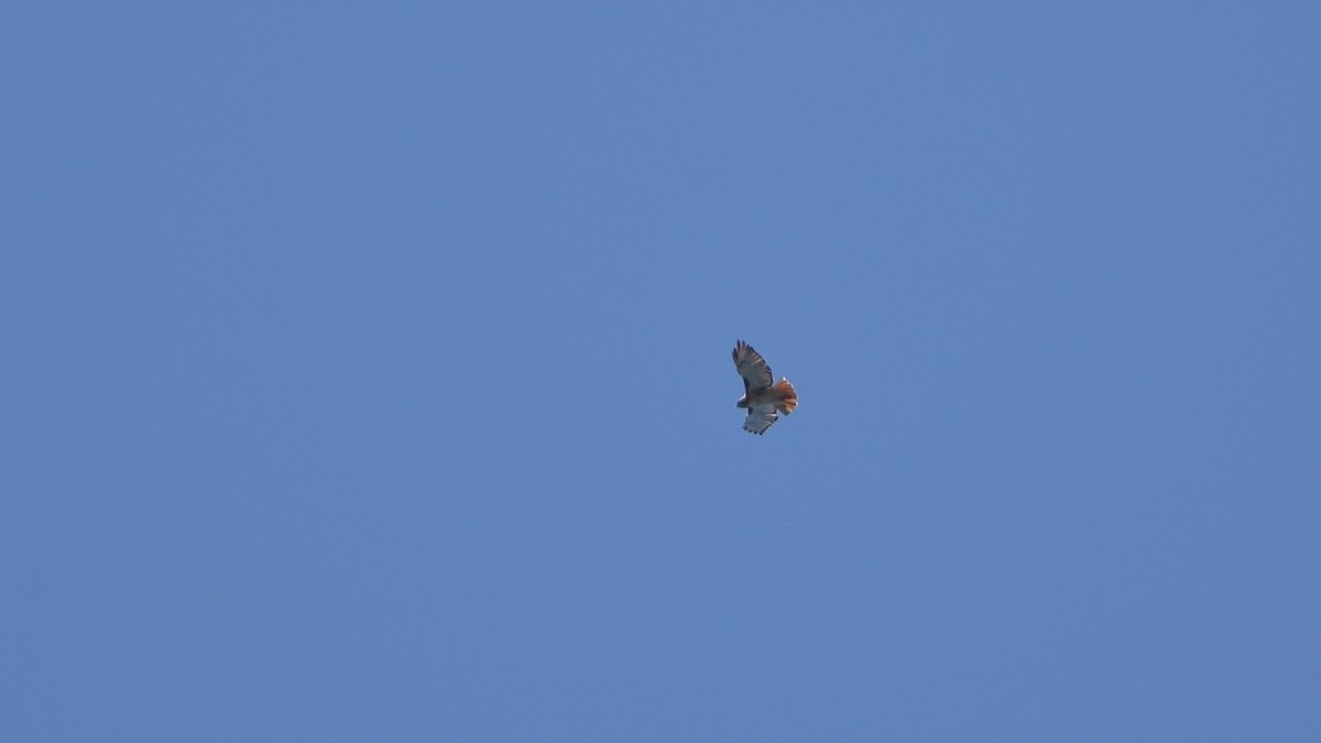 Red-tailed Hawk - ML641995458