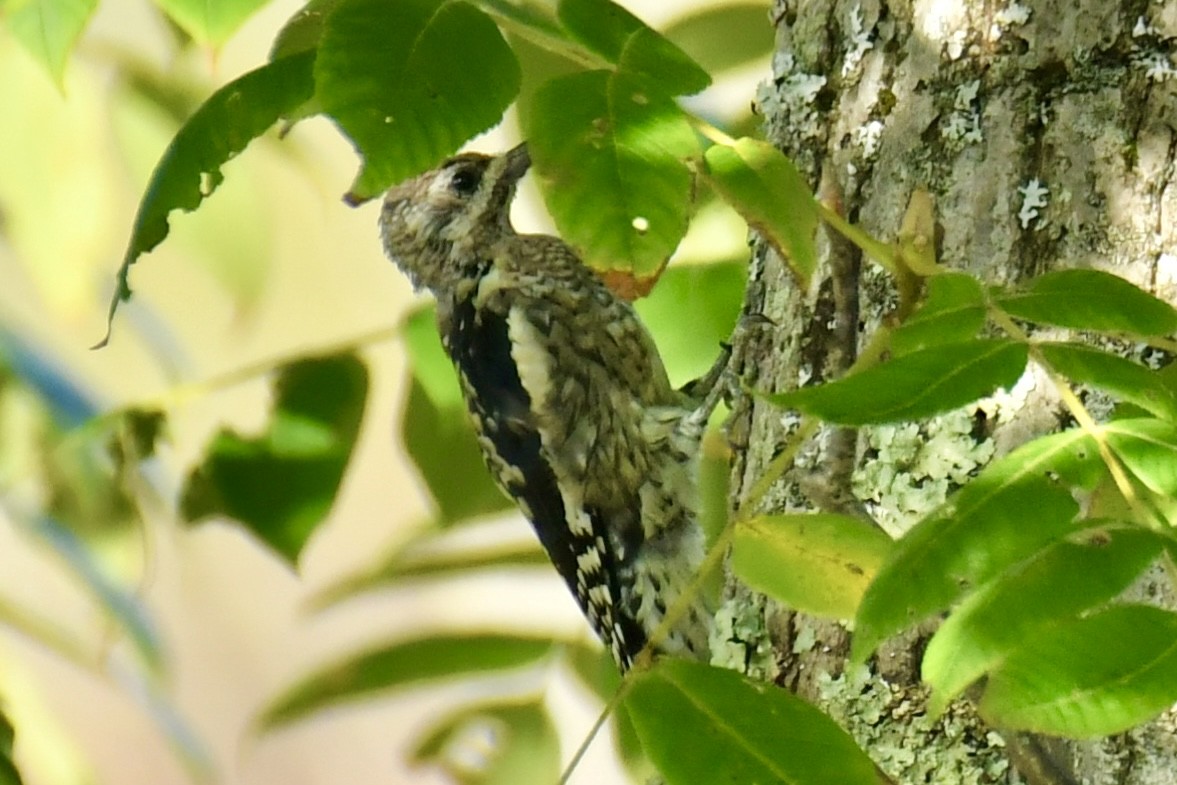 Yellow-bellied Sapsucker - ML641995473