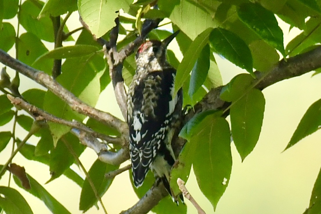 Yellow-bellied Sapsucker - ML641995474