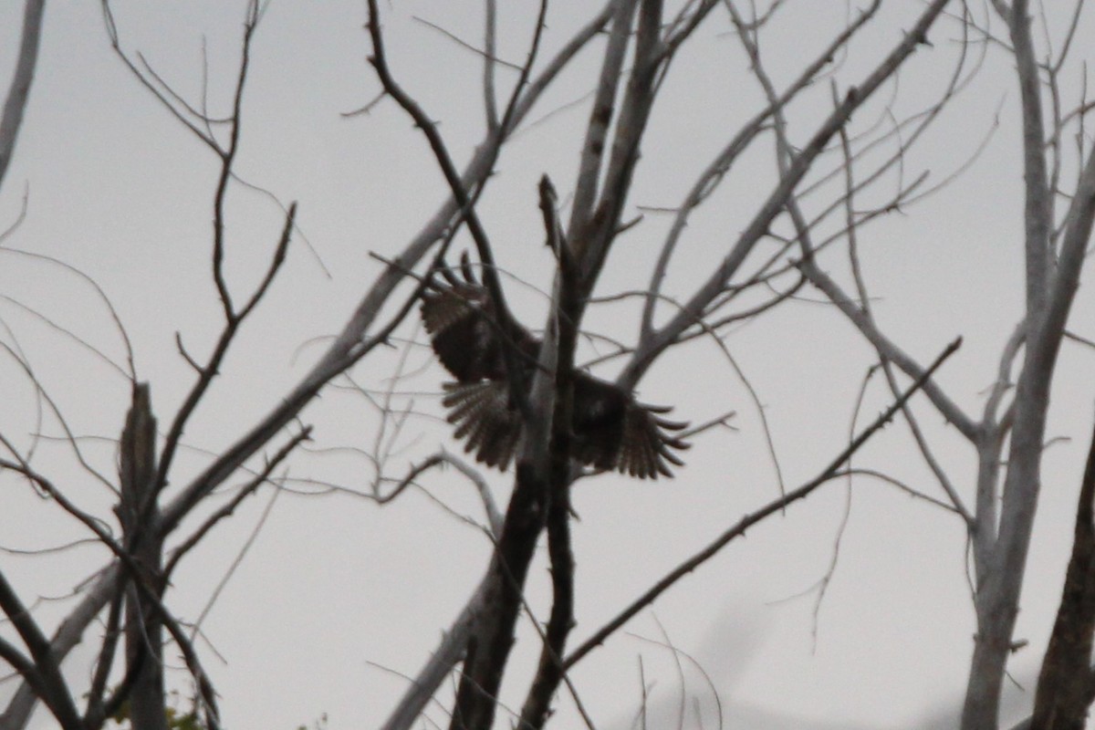 Red-tailed Hawk - ML641995478