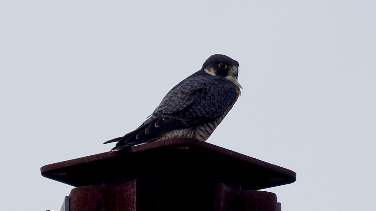 Peregrine Falcon - ML641995479