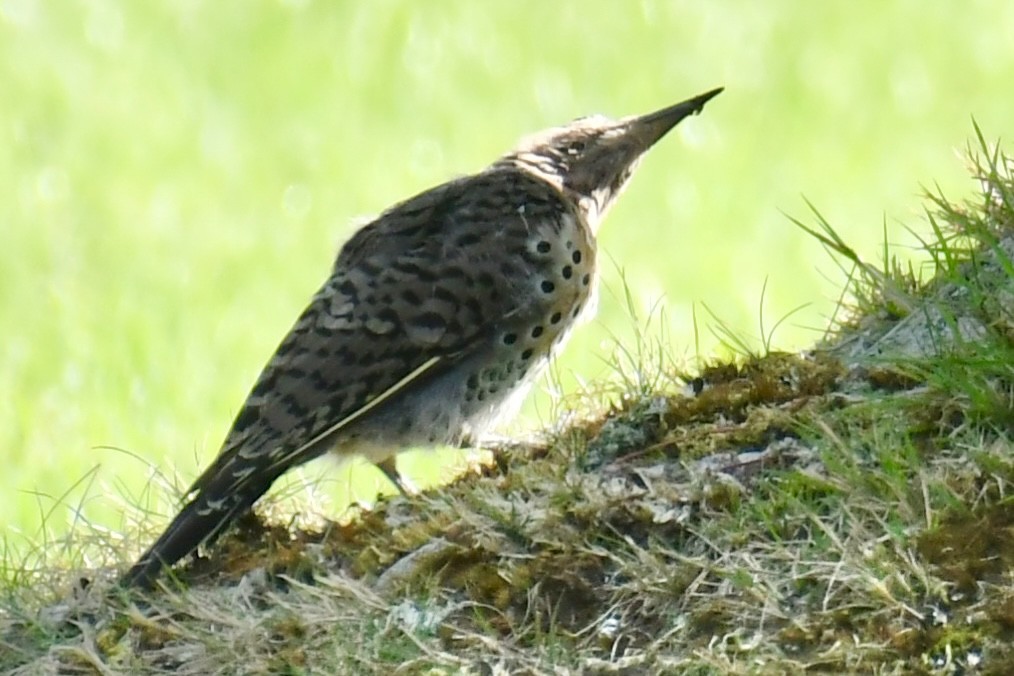 Northern Flicker - ML641995481