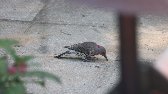 Northern Flicker - ML641995521