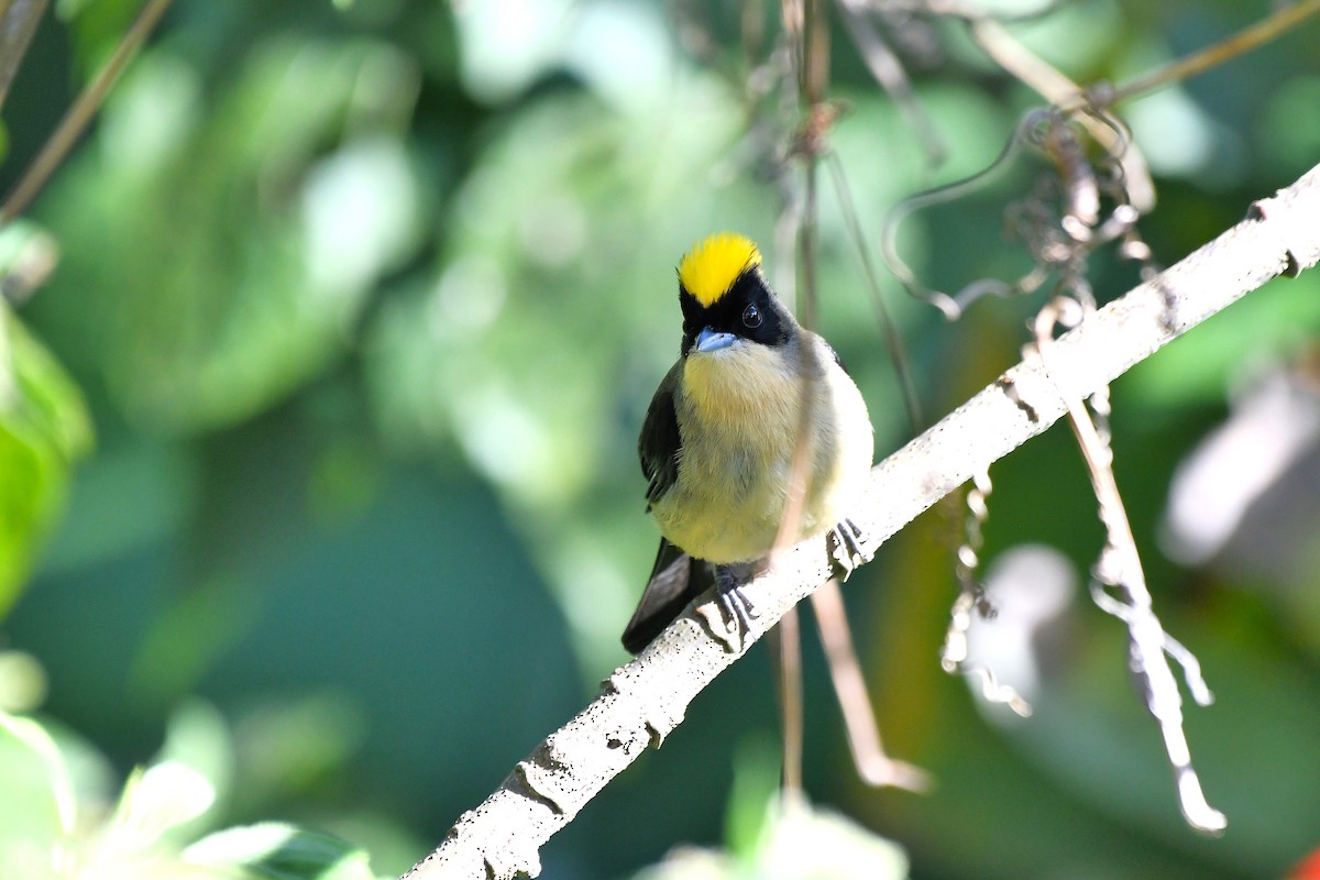 Black-goggled Tanager - ML641995529