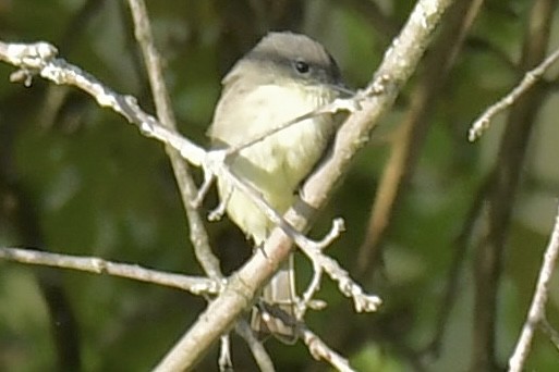 Eastern Wood-Pewee - ML641995532