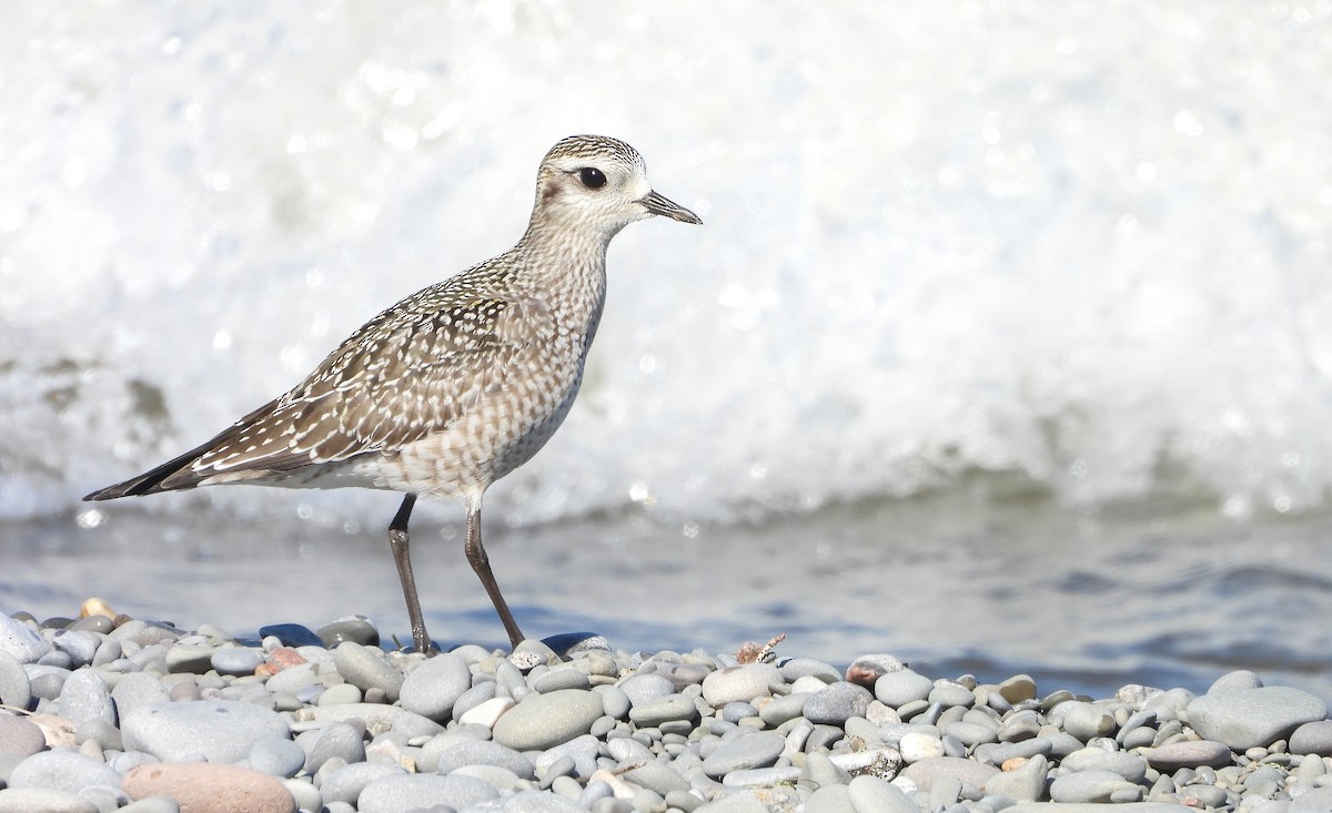 American Golden-Plover - ML641995533