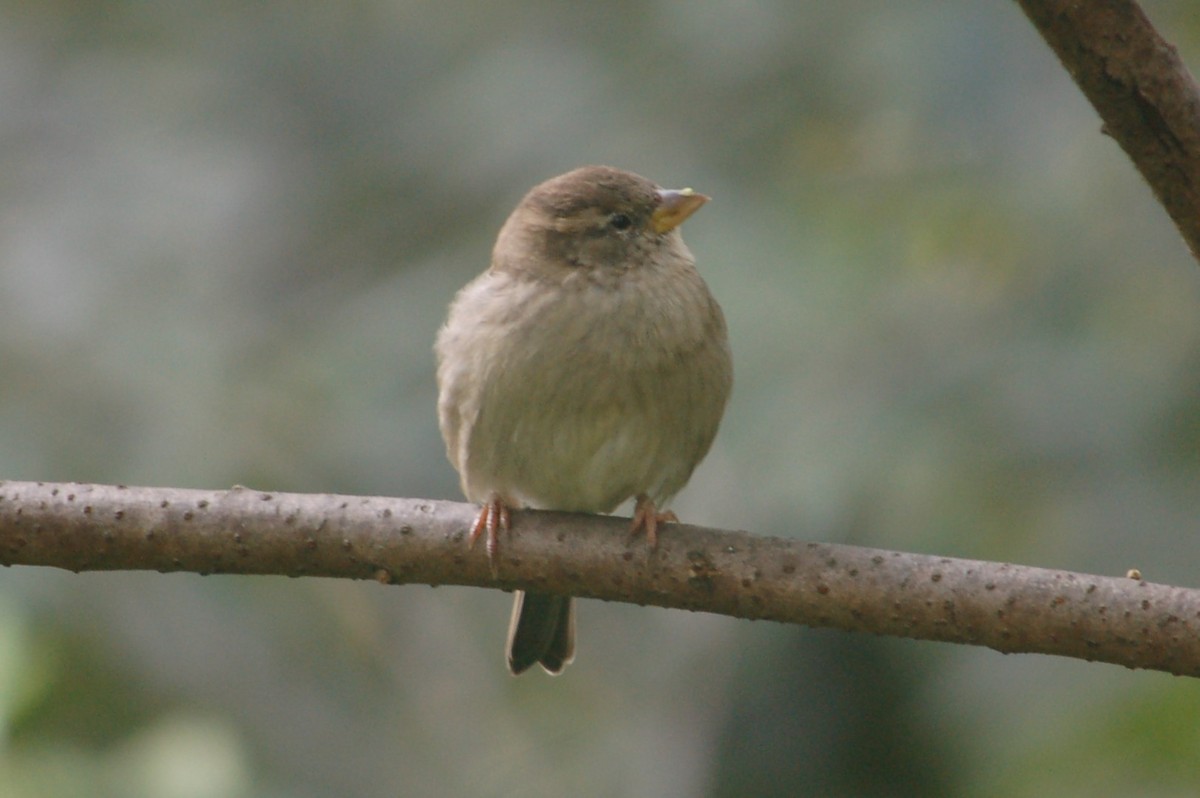 House Sparrow - ML641995541
