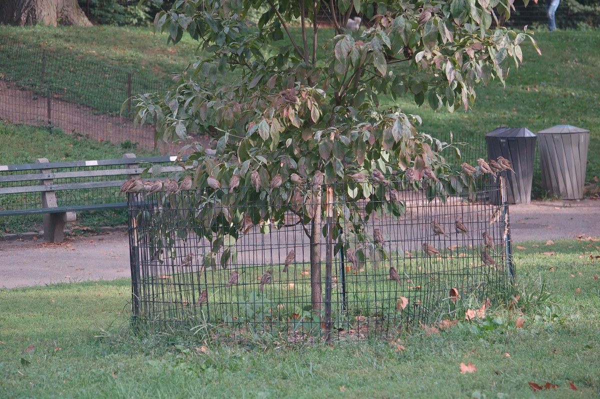 House Sparrow - ML641995543