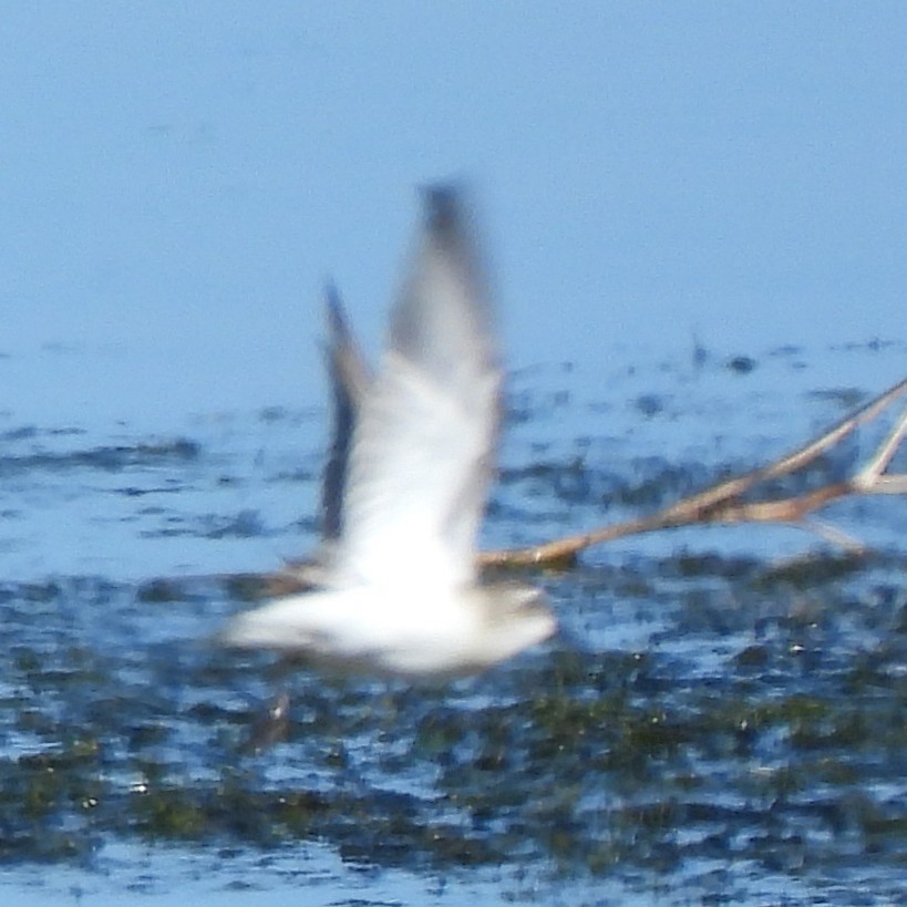 Western Sandpiper - ML641995546