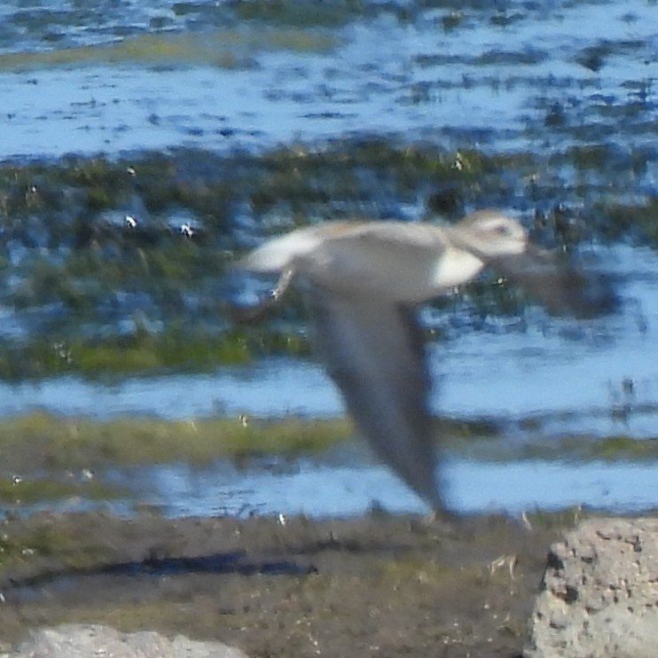Western Sandpiper - ML641995547