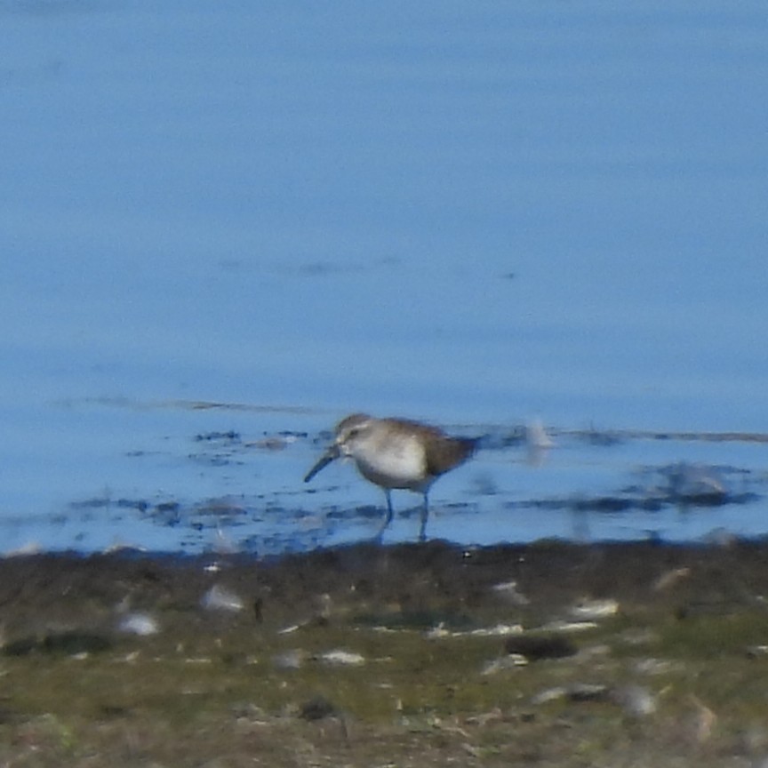 Western Sandpiper - ML641995548