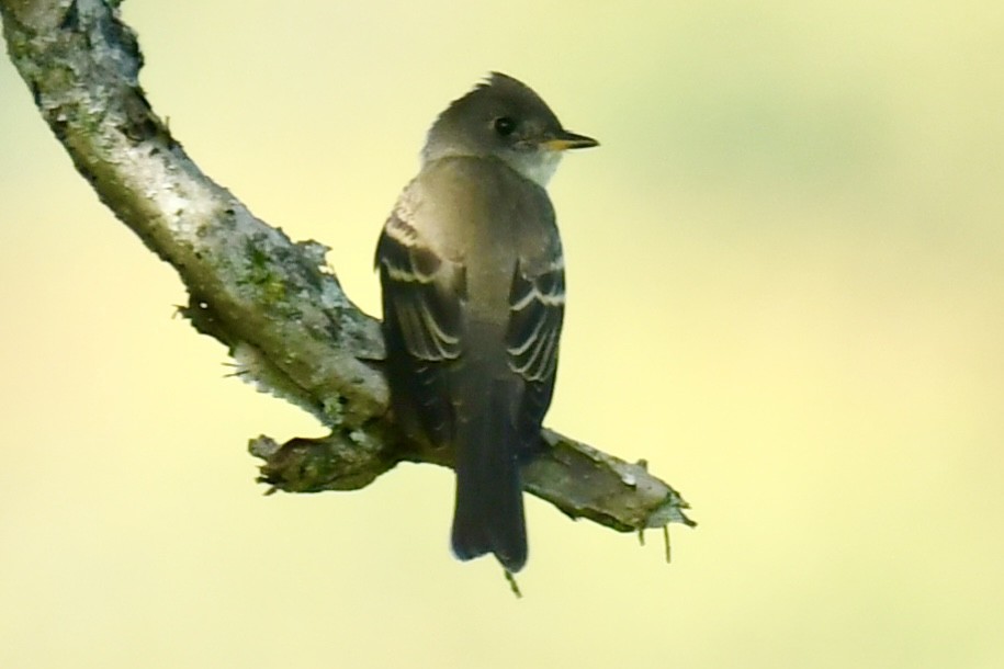 Eastern Phoebe - ML641995549