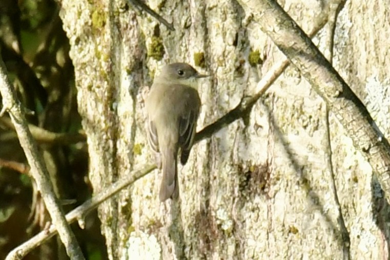 Eastern Phoebe - ML641995550