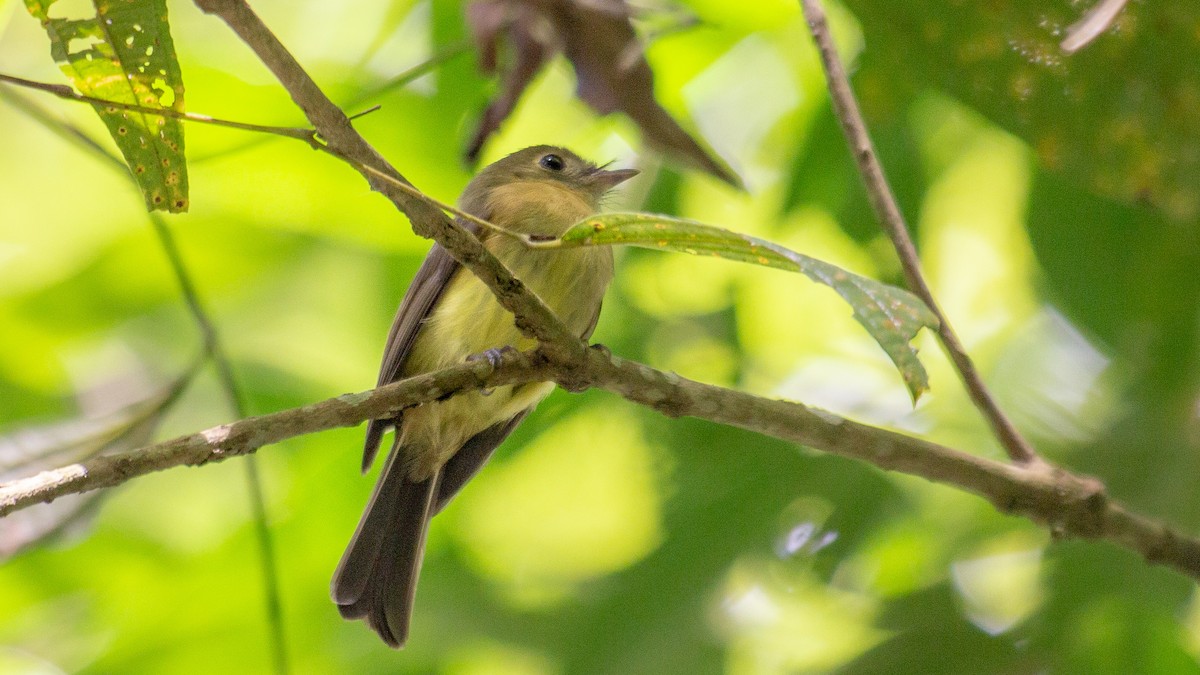Whiskered Flycatcher - ML641995557