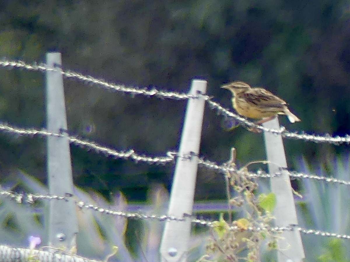 Chihuahuan Meadowlark - ML641995574