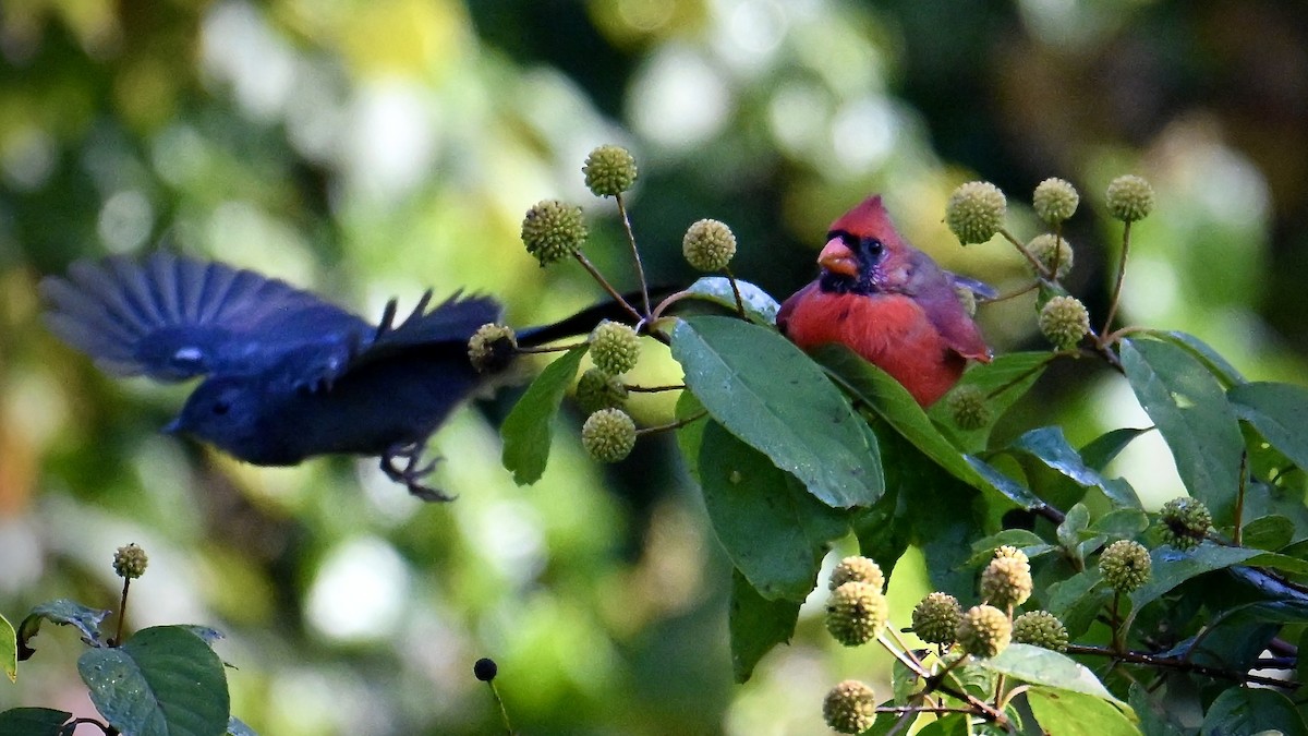 Northern Cardinal - ML641995582