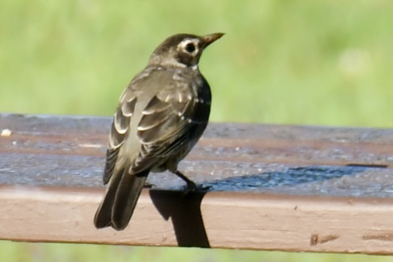 Zozo papargorria - ML641995587