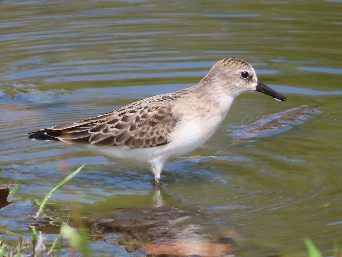 Semipalmated Sandpiper - ML641995589