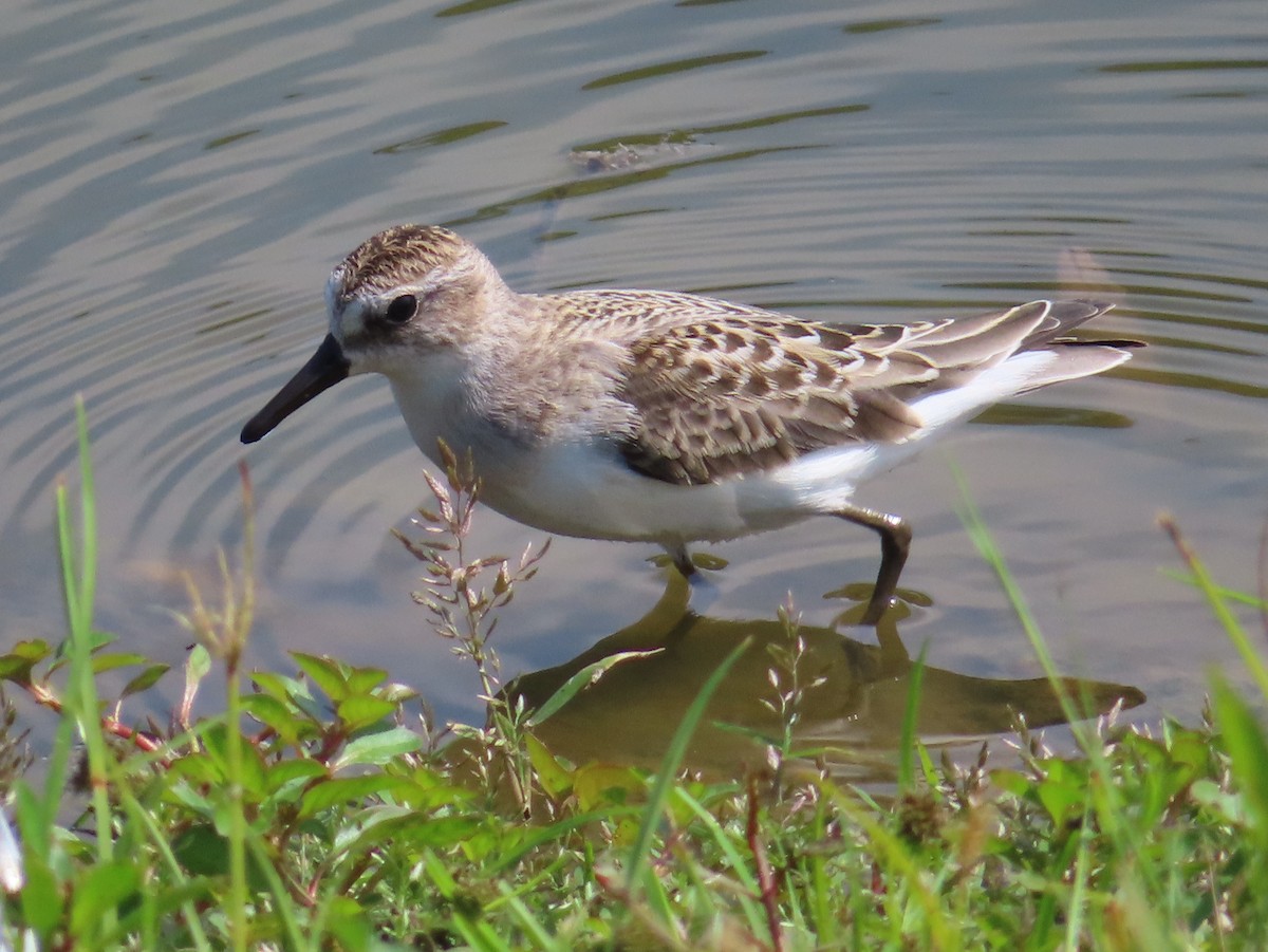 Semipalmated Sandpiper - ML641995591