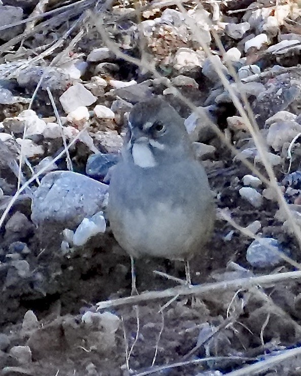 Green-tailed Towhee - ML641995599