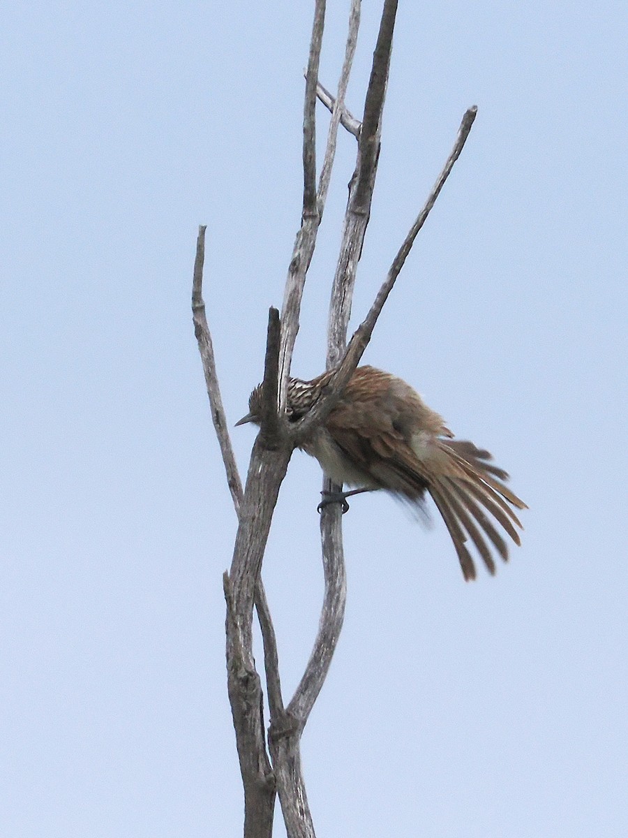Striped Honeyeater - ML641995603