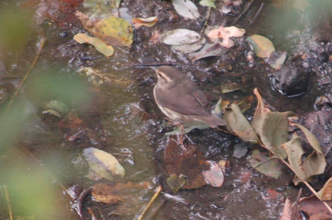 vannparula - ML641995609