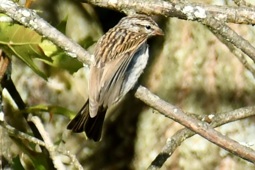 Chipping Sparrow - ML641995610
