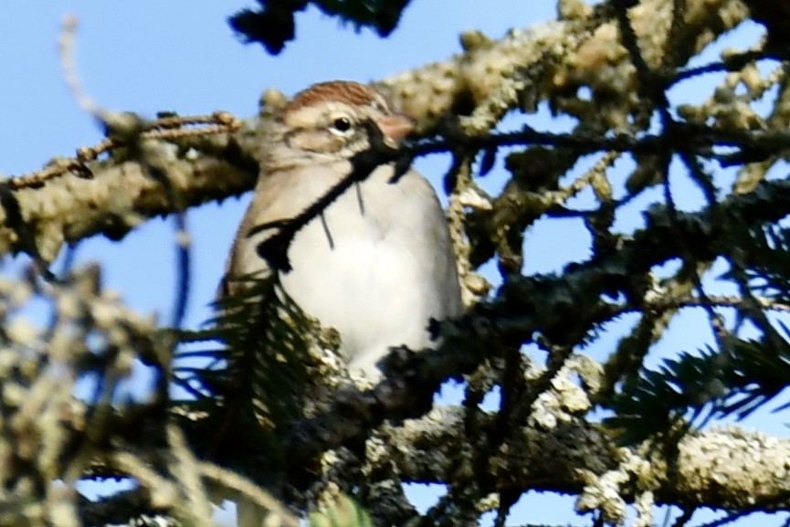 Chipping Sparrow - ML641995611