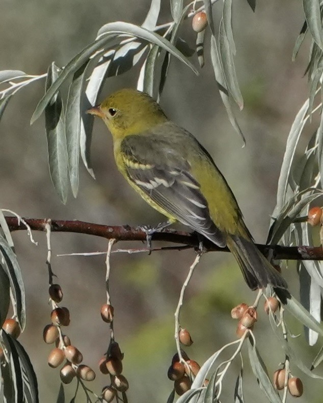 Western Tanager - ML641995612