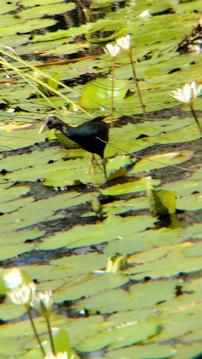 Uroilo urdin amerikarra - ML641995627